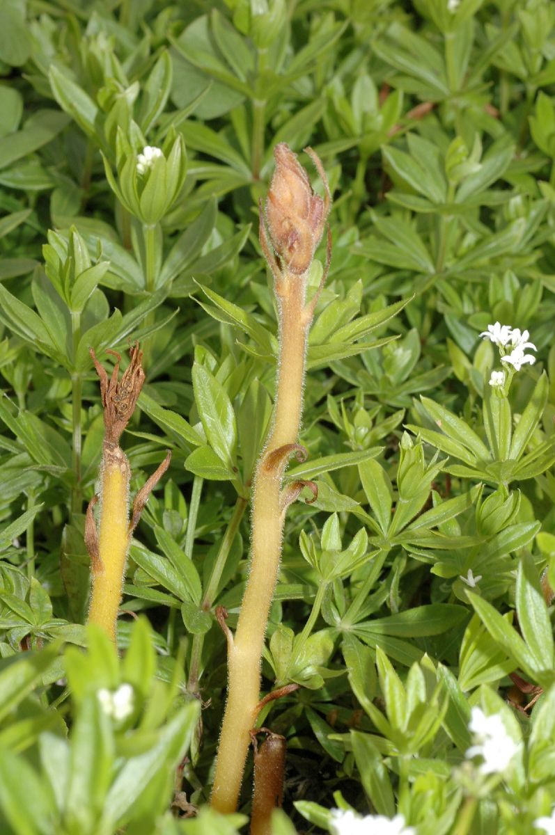 Orobanchaceae Orobanche caryophyllacea