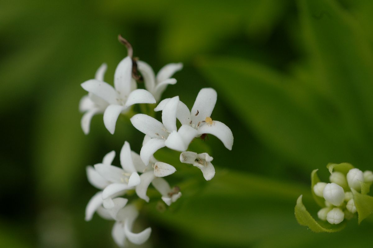 Rubiaceae Asperula odorata