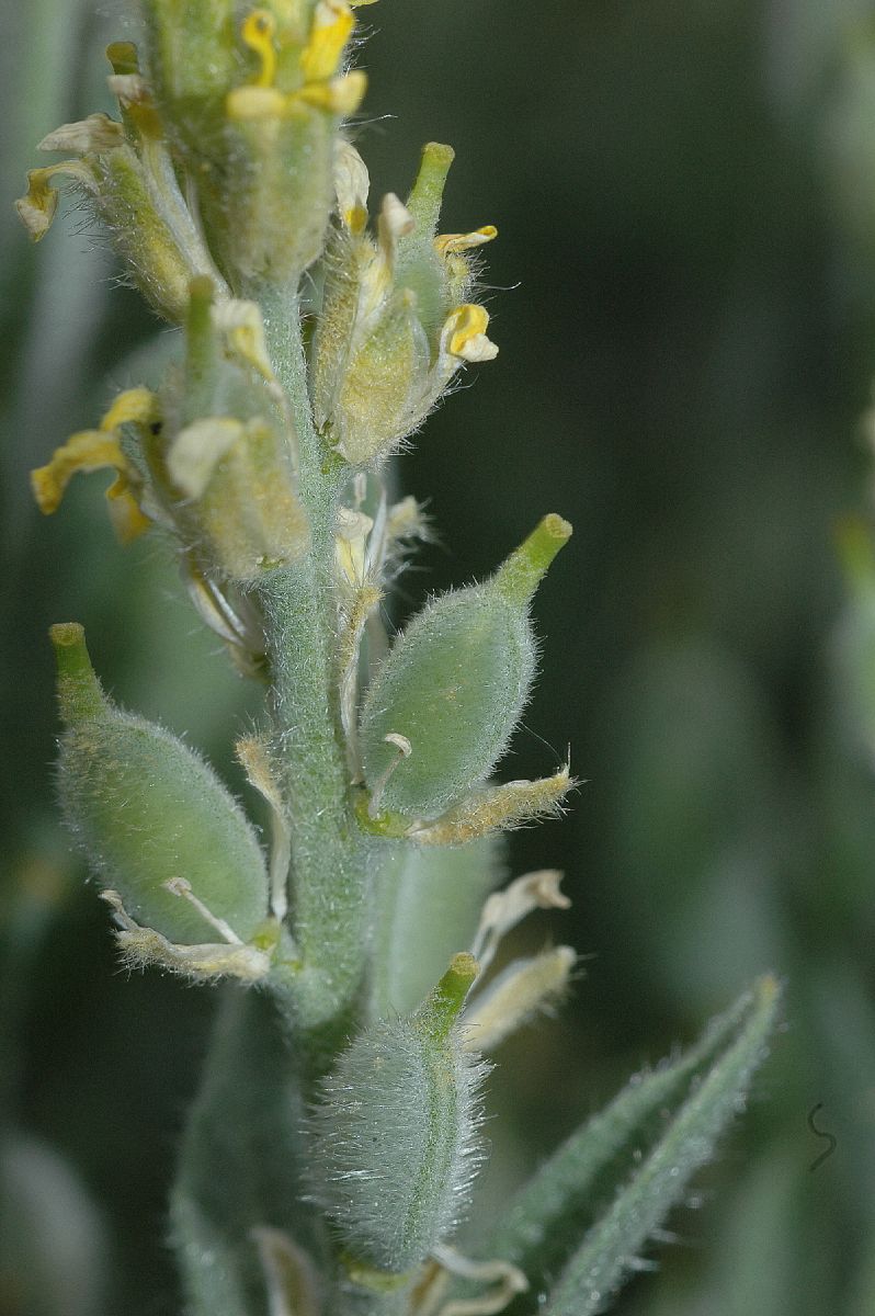 Brassicaceae Fibigia clypeata