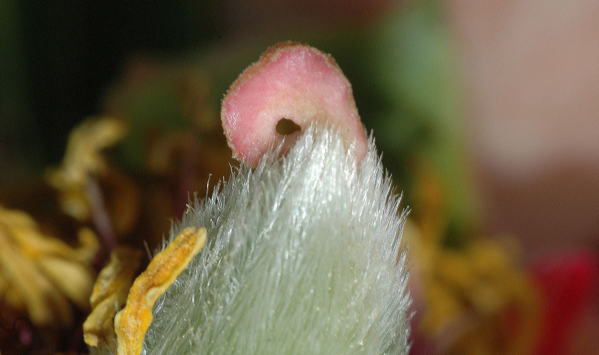 Paeoniaceae Paeonia peregrina