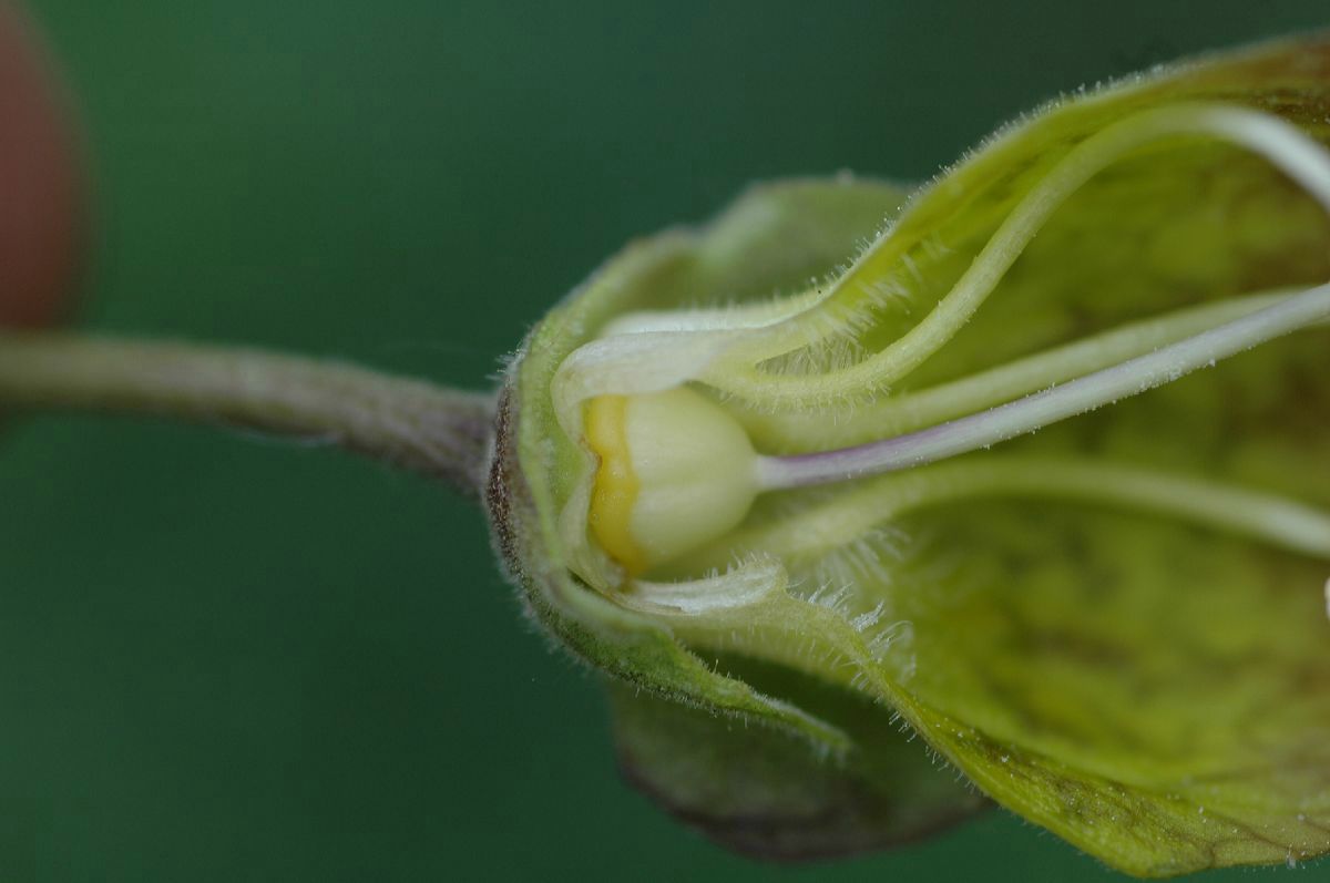 Solanaceae Atropa belladonna
