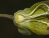 image of Atropa belladonna
