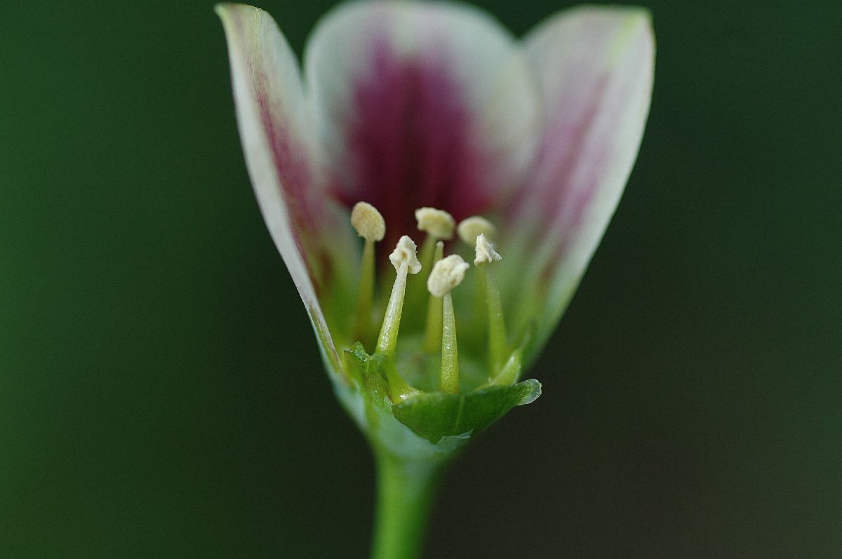 Amaryllidaceae Nectaroscordum 