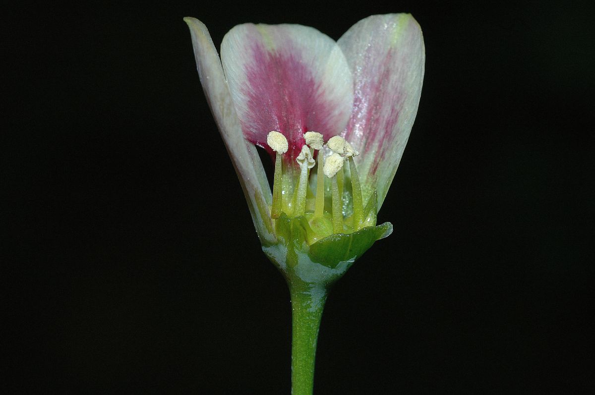 Amaryllidaceae Nectaroscordum 