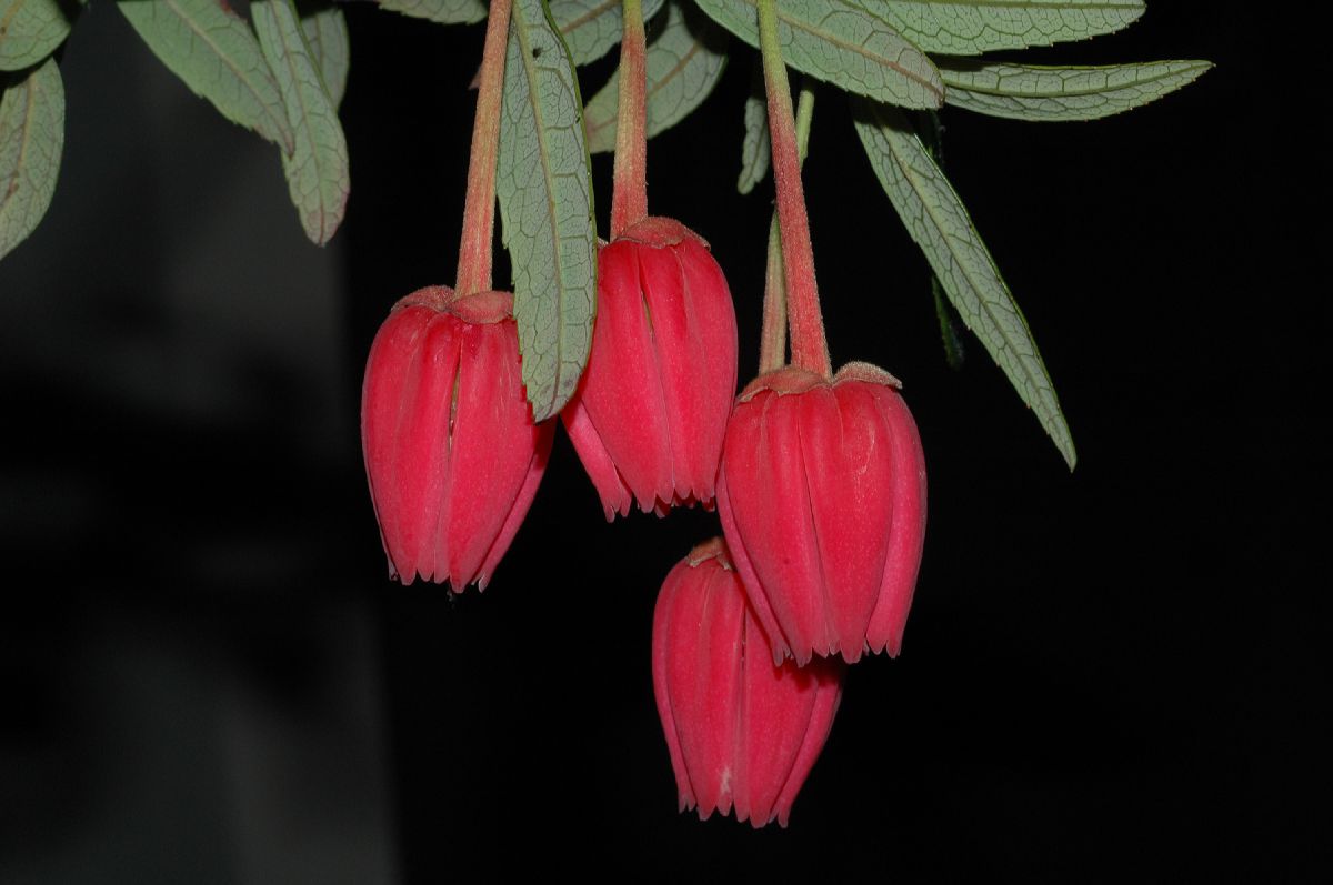 Elaeocarpaceae Crinodendron 