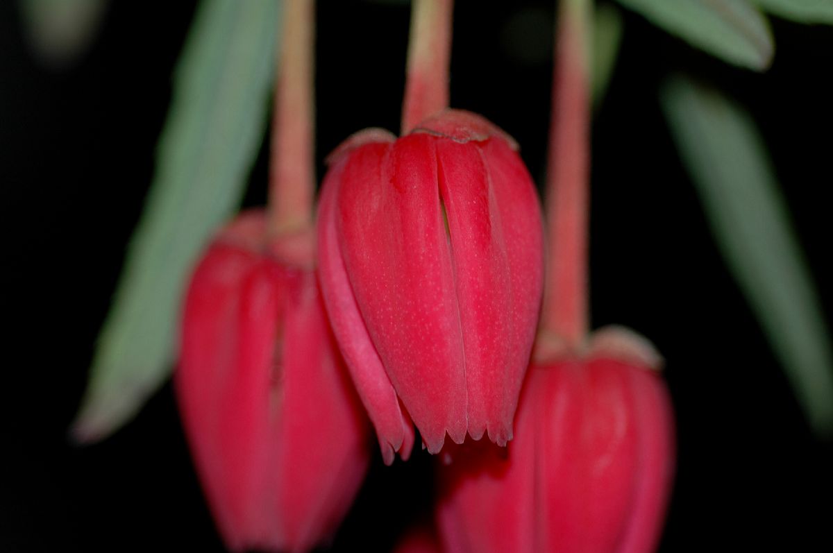 Elaeocarpaceae Crinodendron 