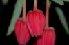 image of Crinodendron 
