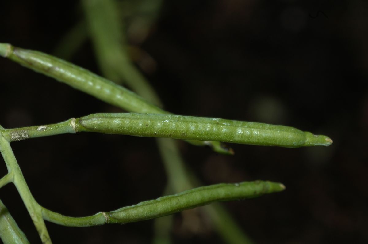 Brassicaceae Moricandia arvensis