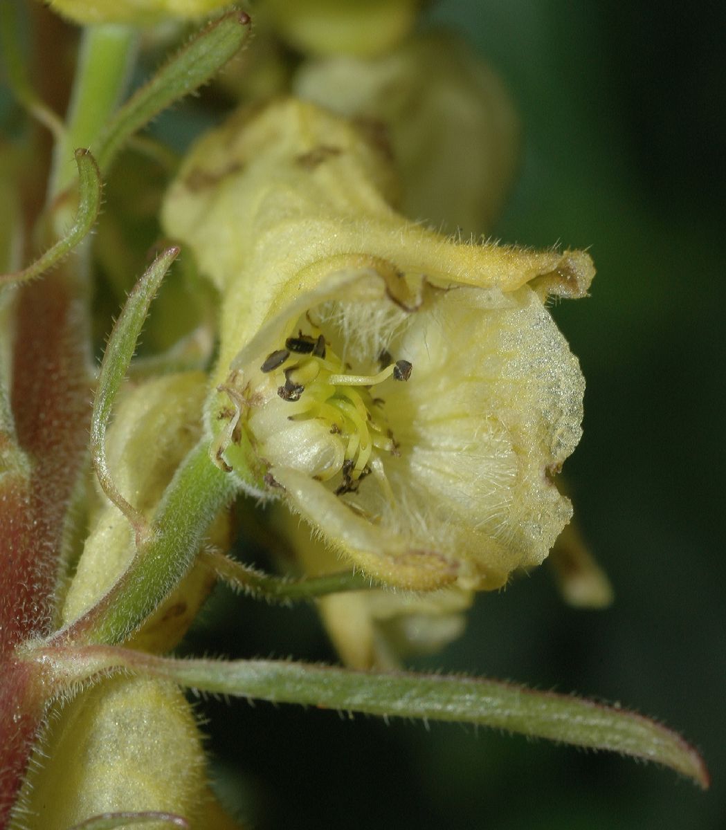 Ranunculaceae Aconitum vulparia
