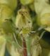 image of Aconitum vulparia