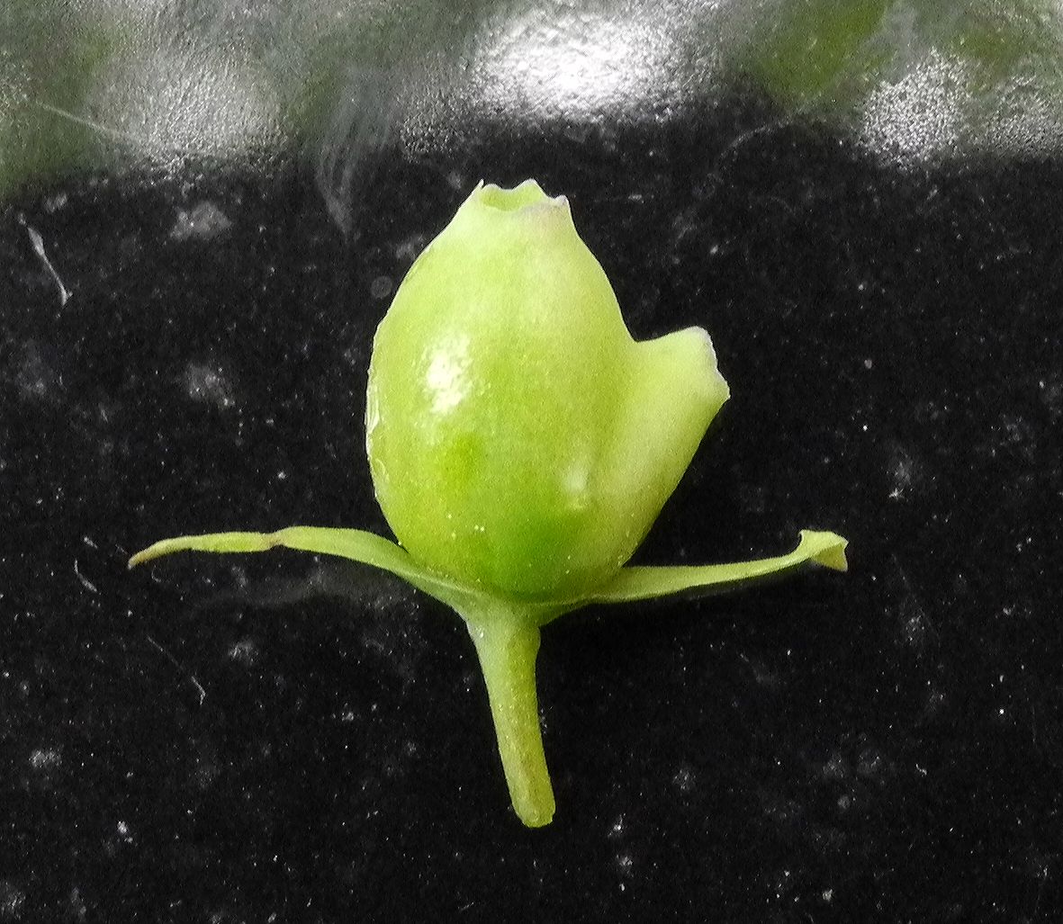 Caprifoliaceae Lonicera fragrantissima