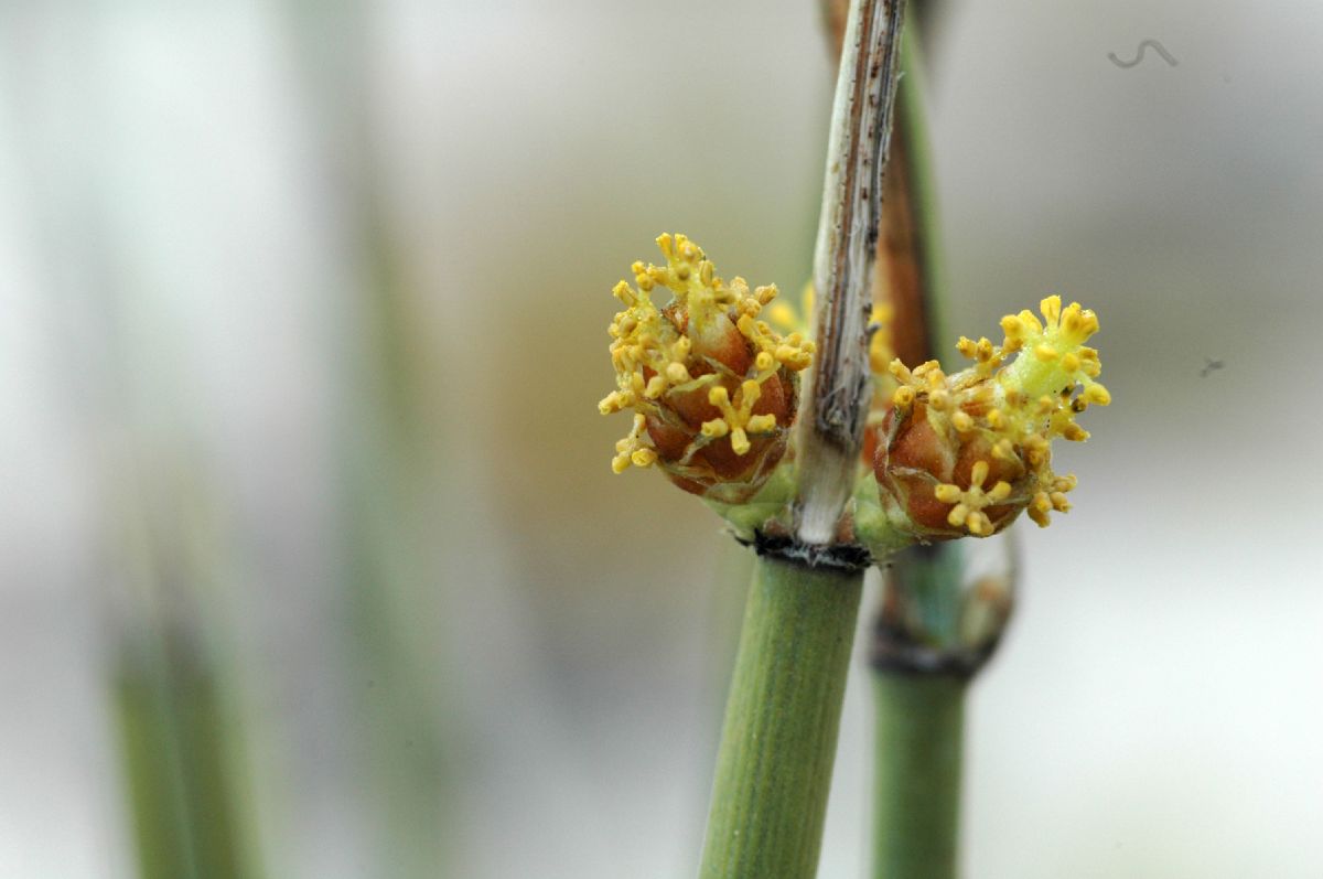 Ephedraceae Ephedra californica