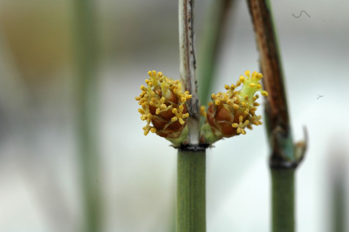 Ephedraceae Ephedra californica