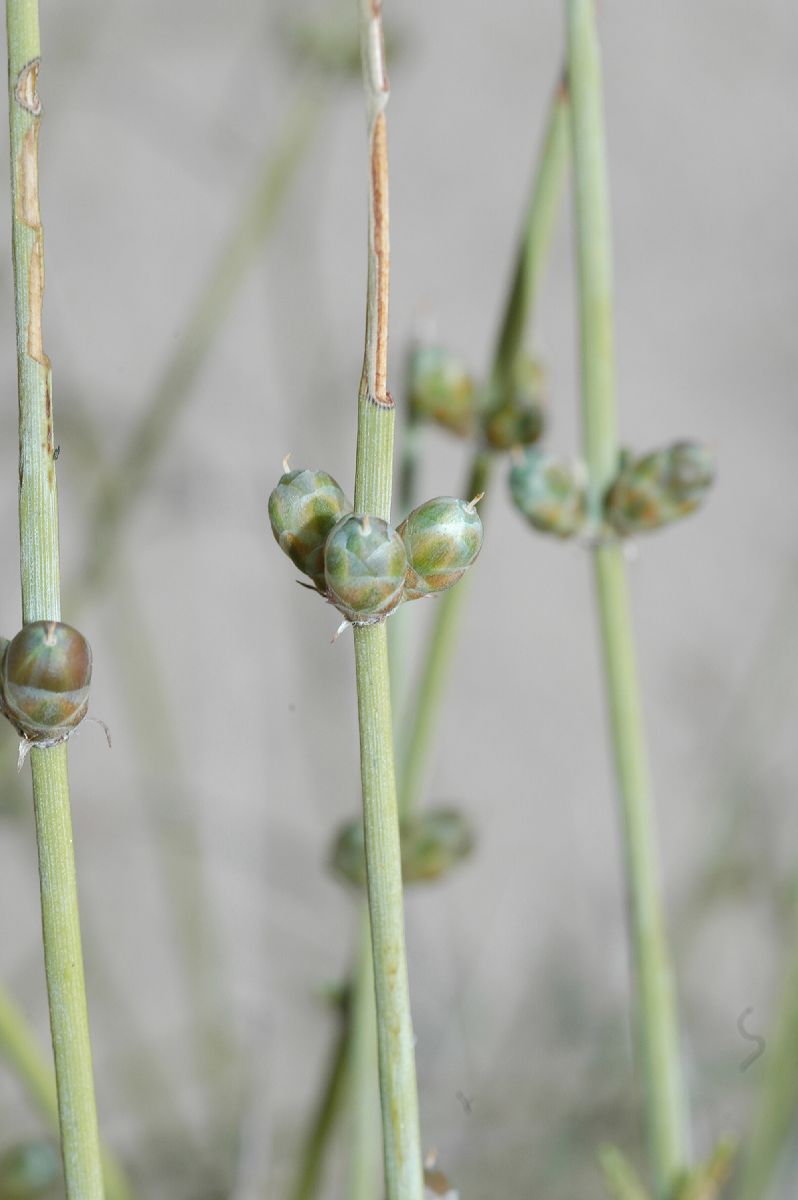 Ephedraceae Ephedra californica