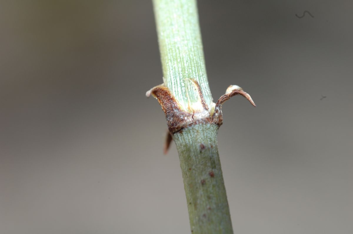 Ephedraceae Ephedra californica