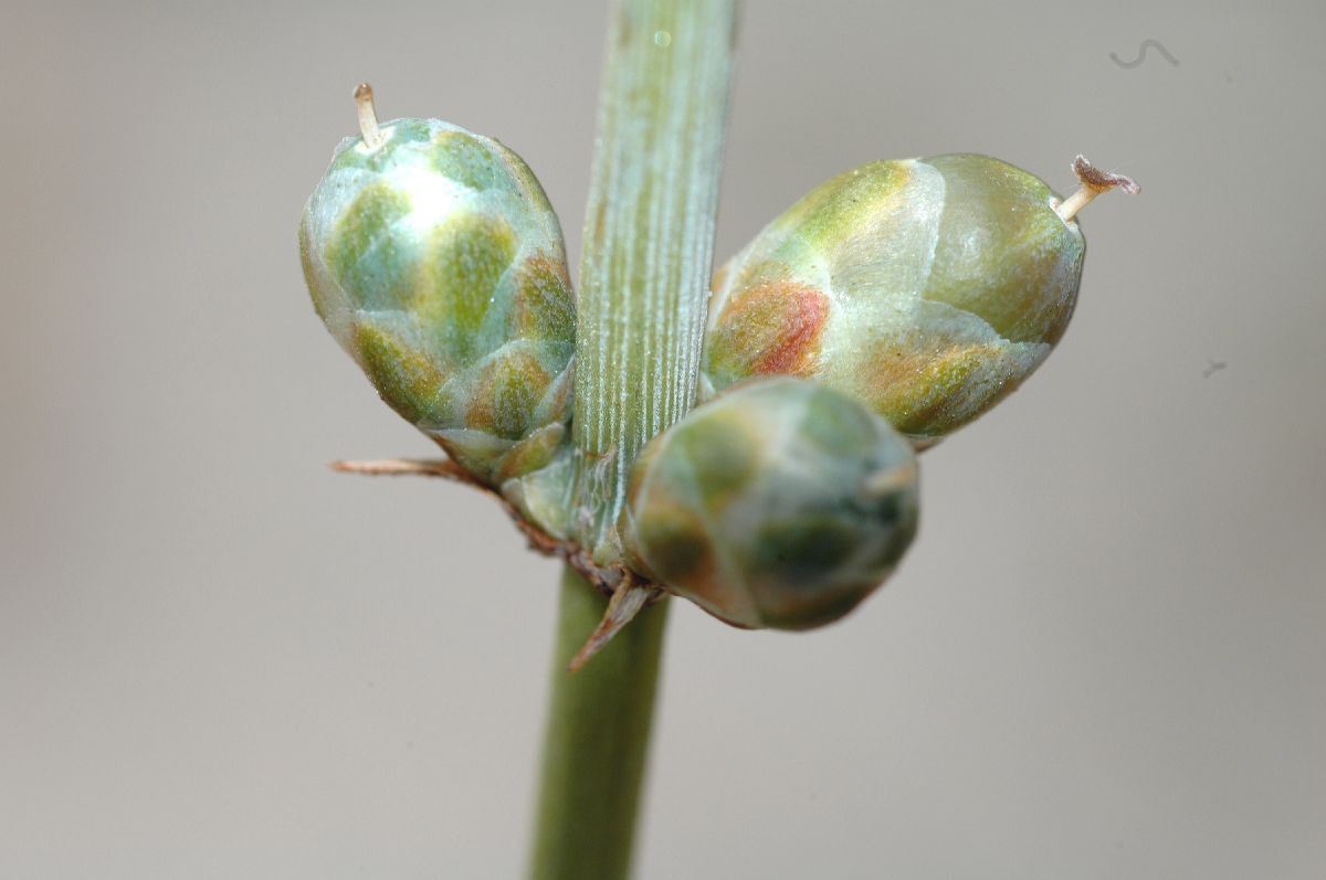 Ephedraceae Ephedra californica