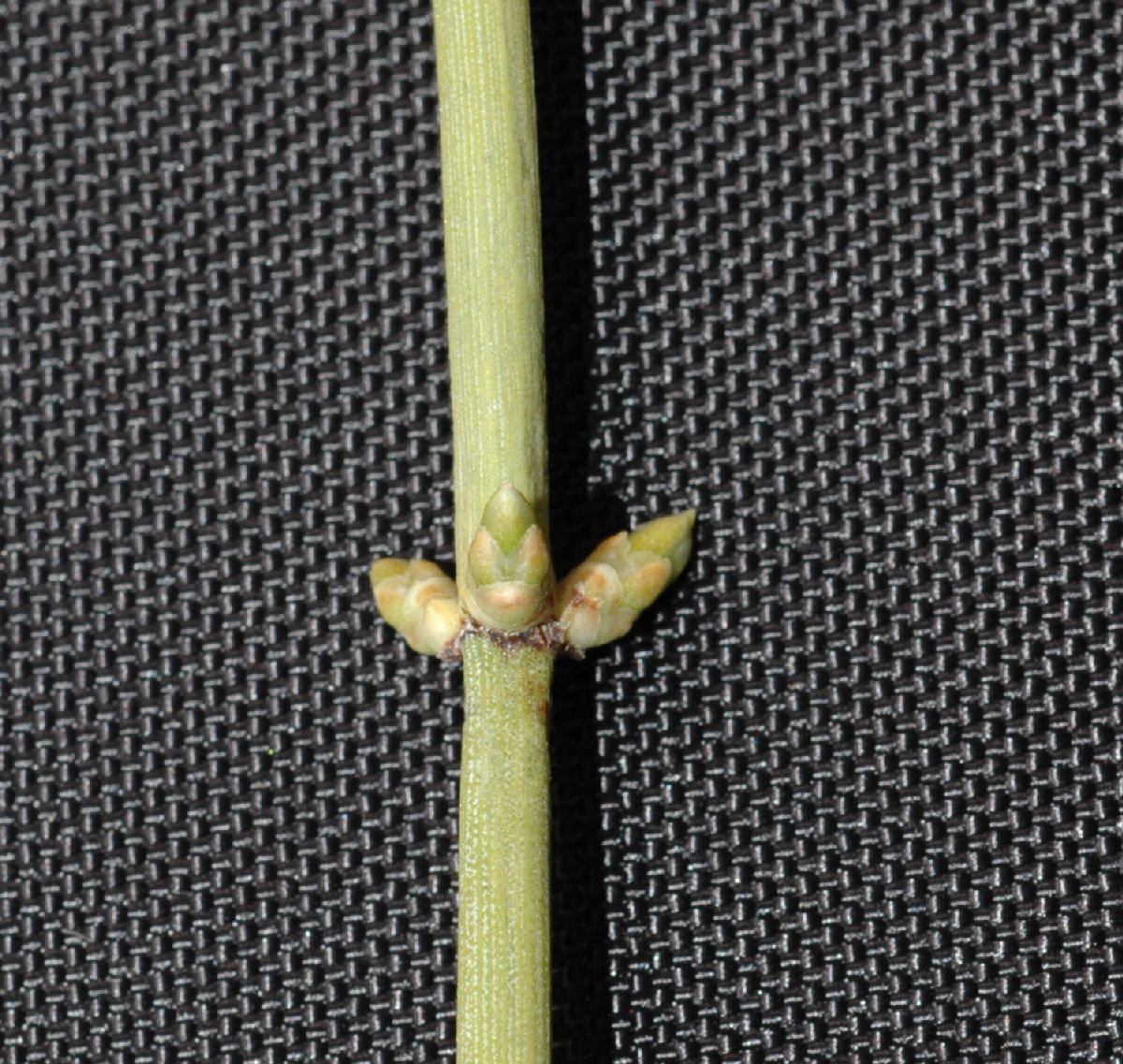 Ephedraceae Ephedra californica