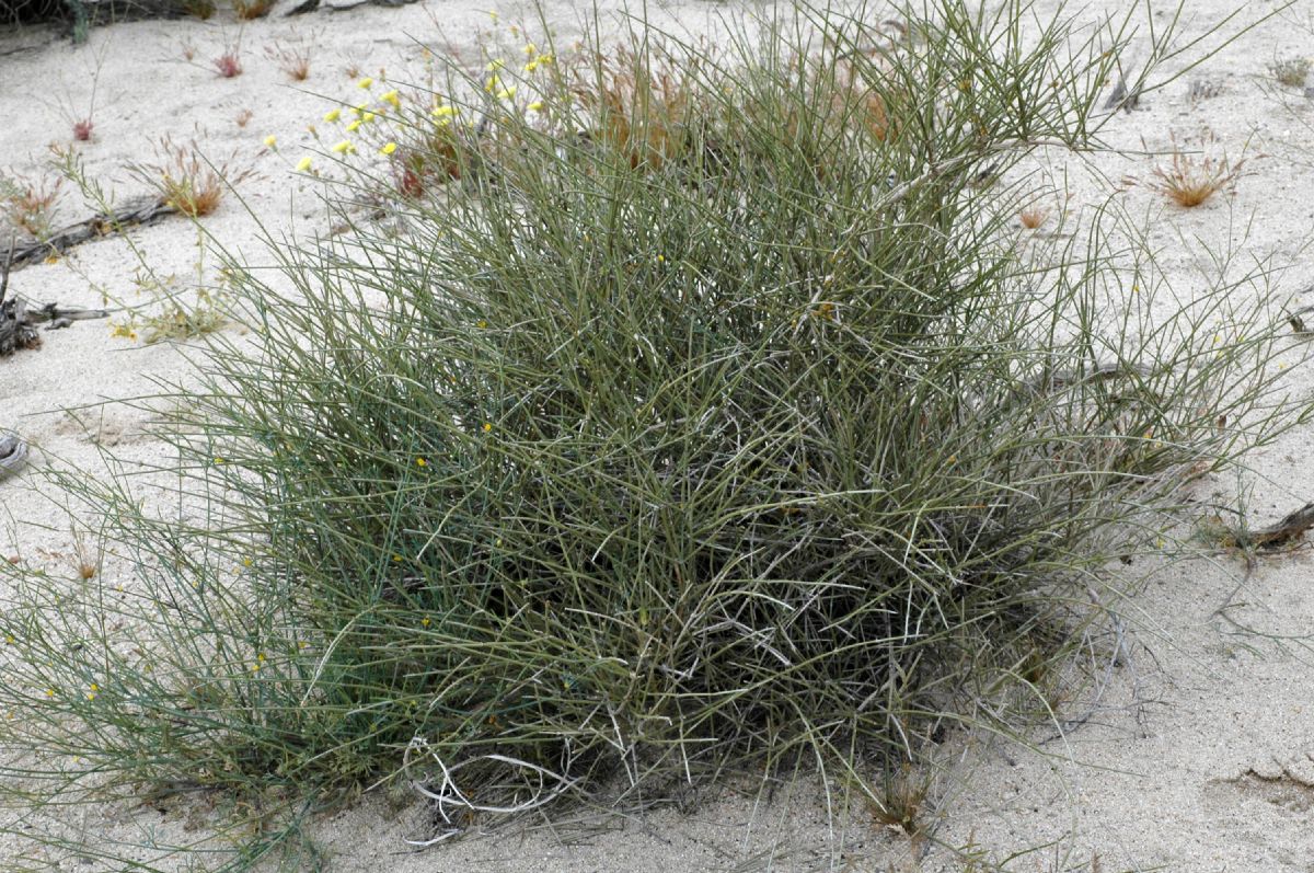 Ephedraceae Ephedra californica