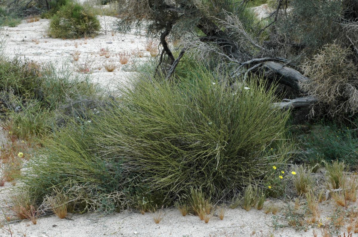 Ephedraceae Ephedra californica