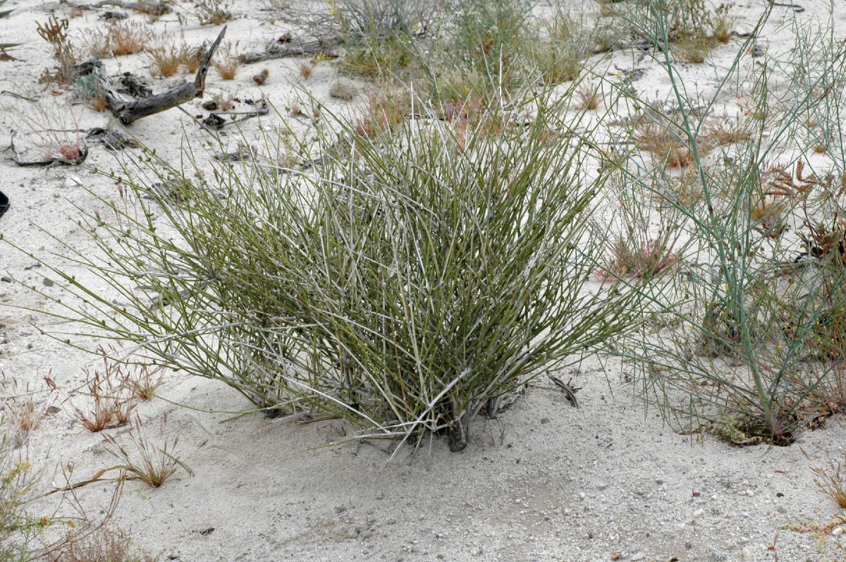 Ephedraceae Ephedra californica