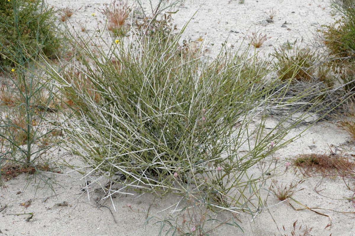 Ephedraceae Ephedra californica