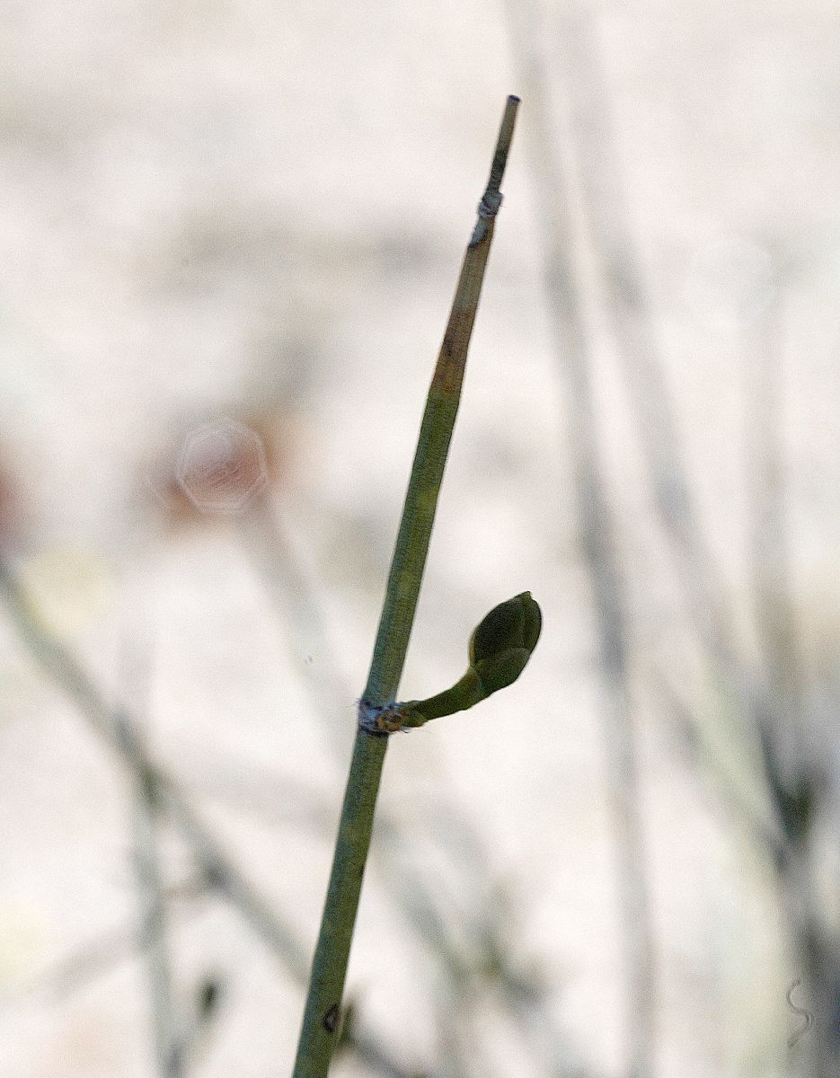 Ephedraceae Ephedra trifurca