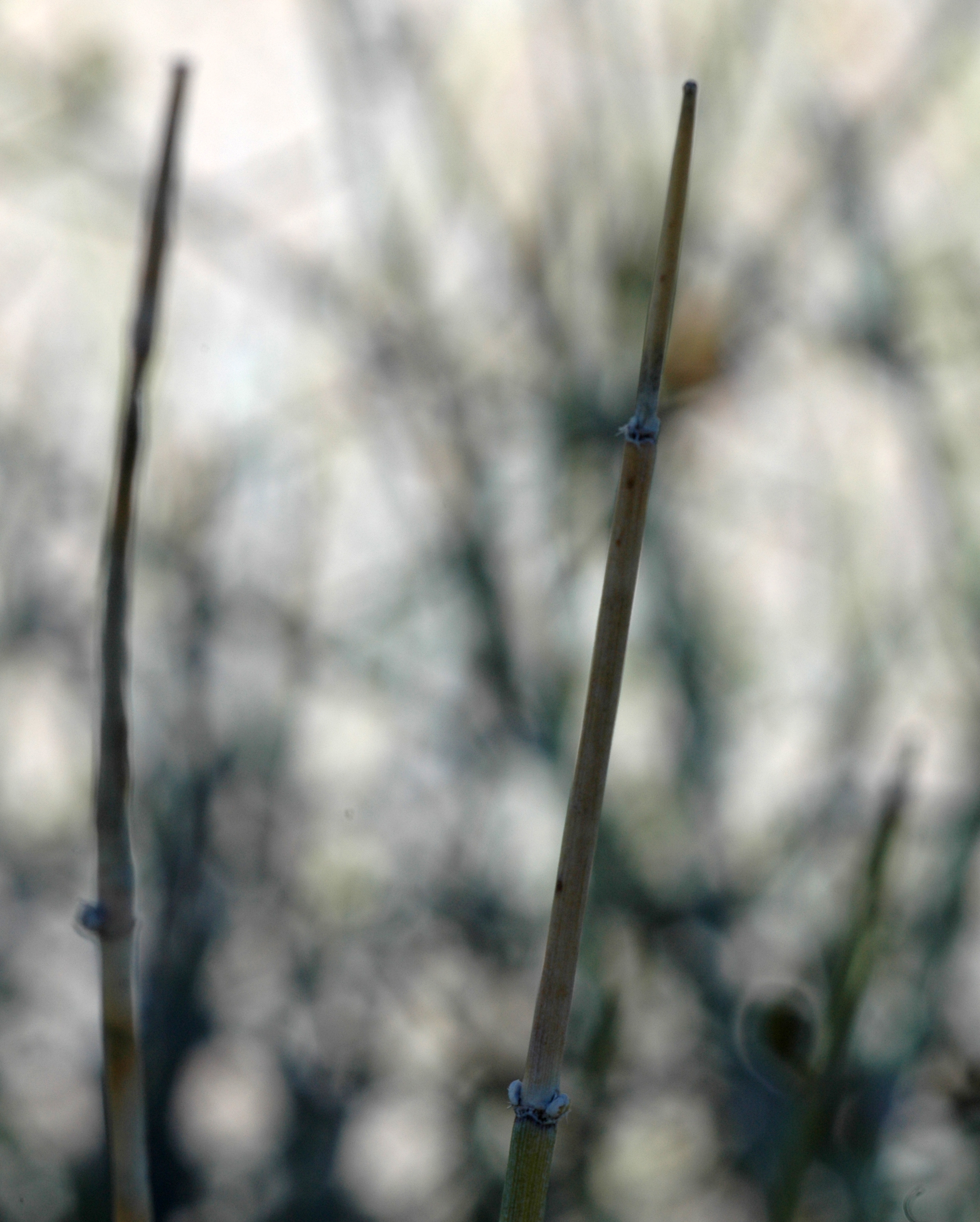 Ephedraceae Ephedra trifurca