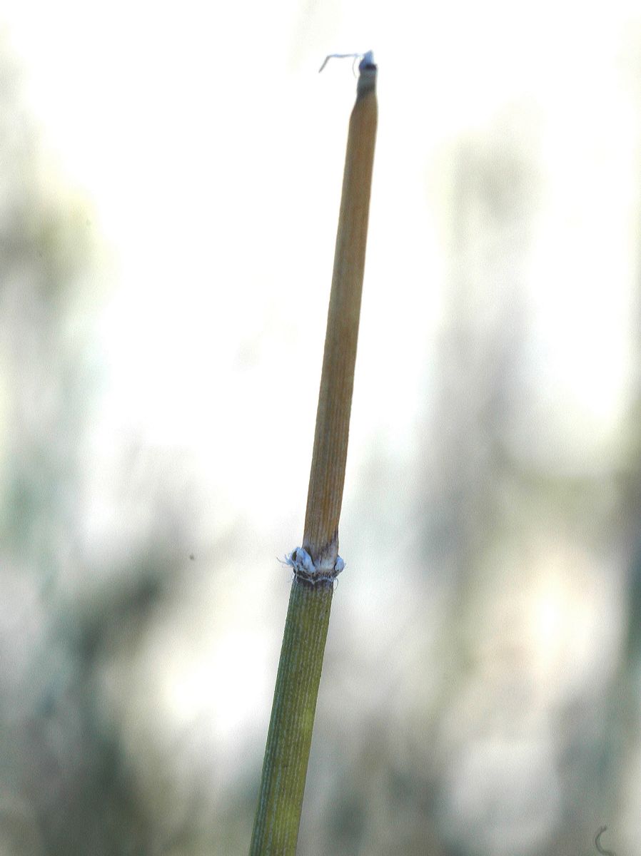 Ephedraceae Ephedra trifurca