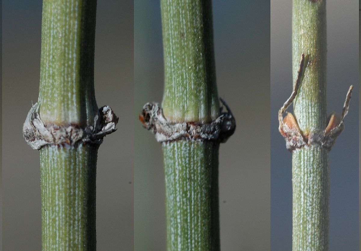 Ephedraceae Ephedra trifurca