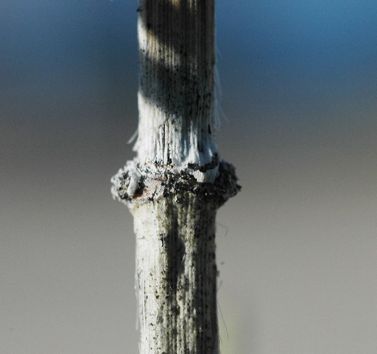 Ephedraceae Ephedra trifurca