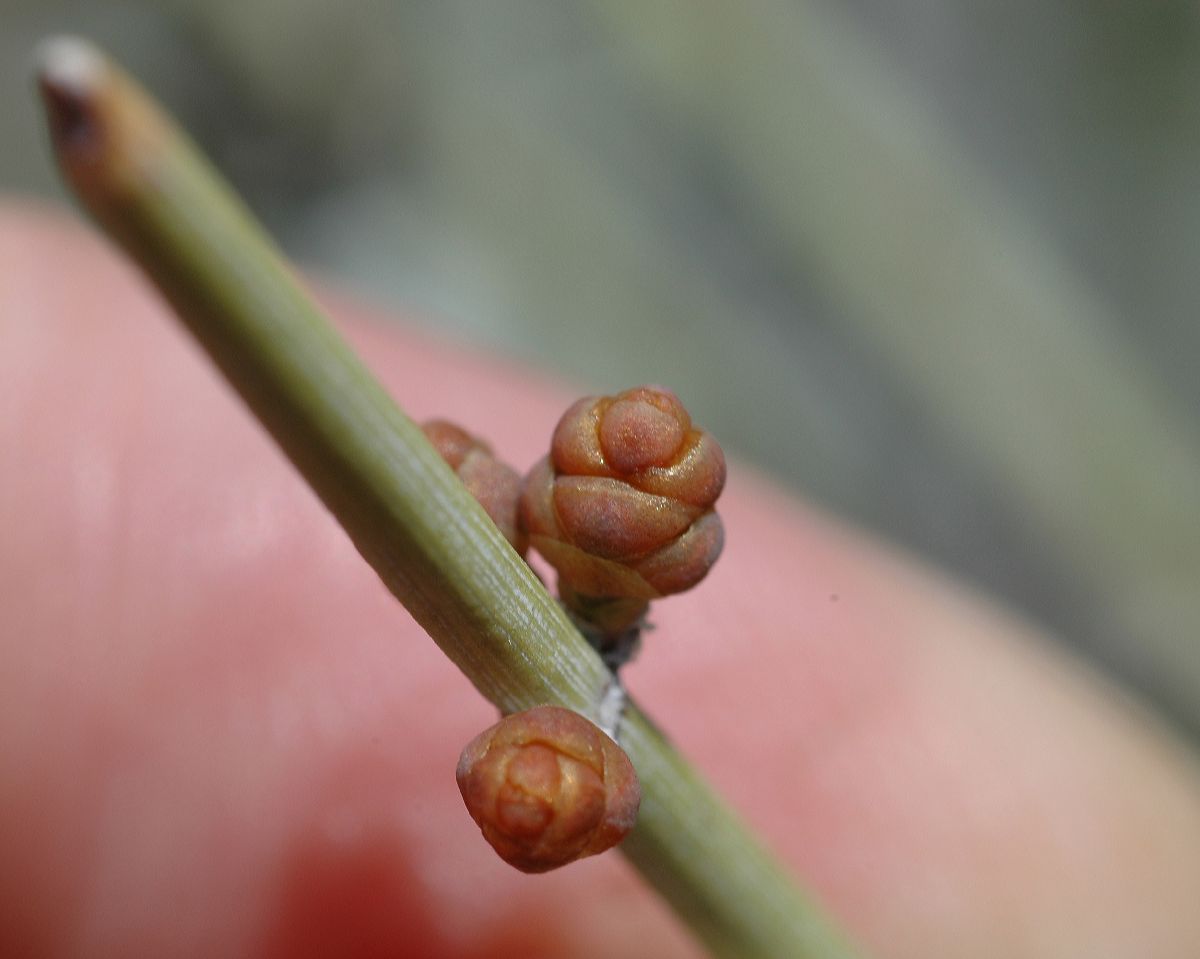 Ephedraceae Ephedra trifurca