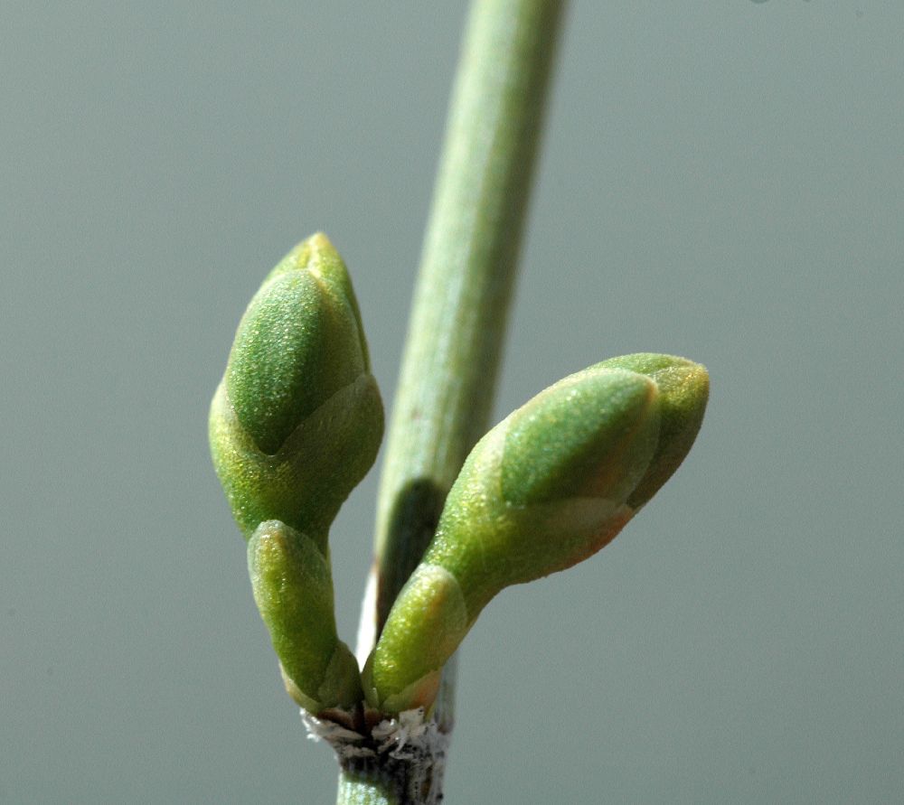 Ephedraceae Ephedra trifurca