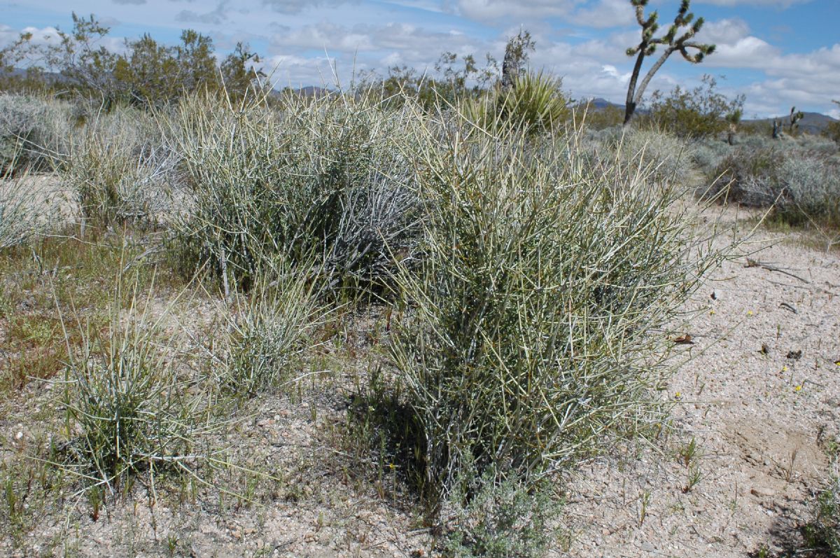 Ephedraceae Ephedra trifurca