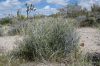 image of Ephedra trifurca