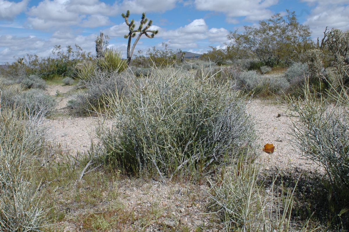 Ephedraceae Ephedra trifurca