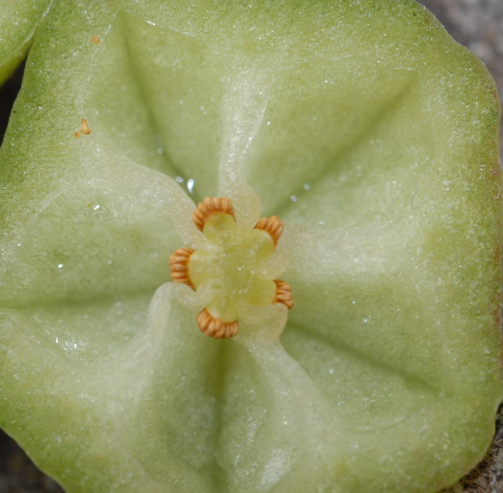 Actinidiaceae Saurauia 