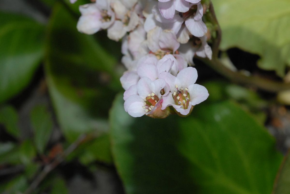 Saxifragaceae Bergenia 