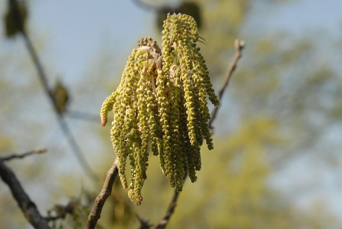 Fagaceae Quercus acutisssima