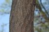 image of Cercis canadensis