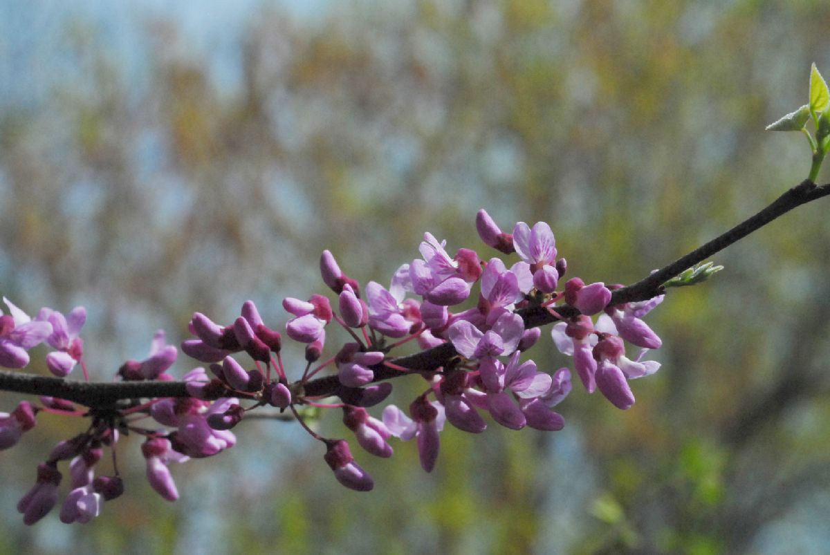Fabaceae Cercis canadensis