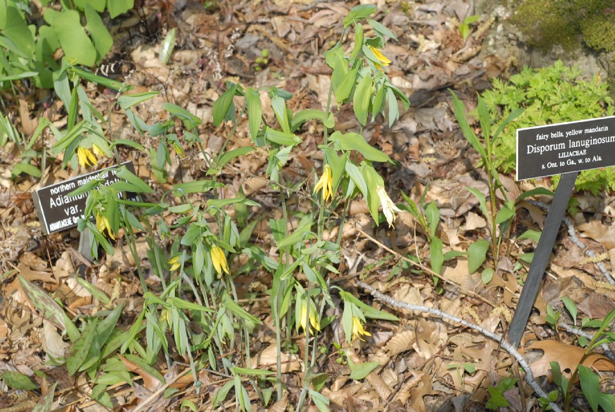 Colchicaceae Uvularia grandiflora
