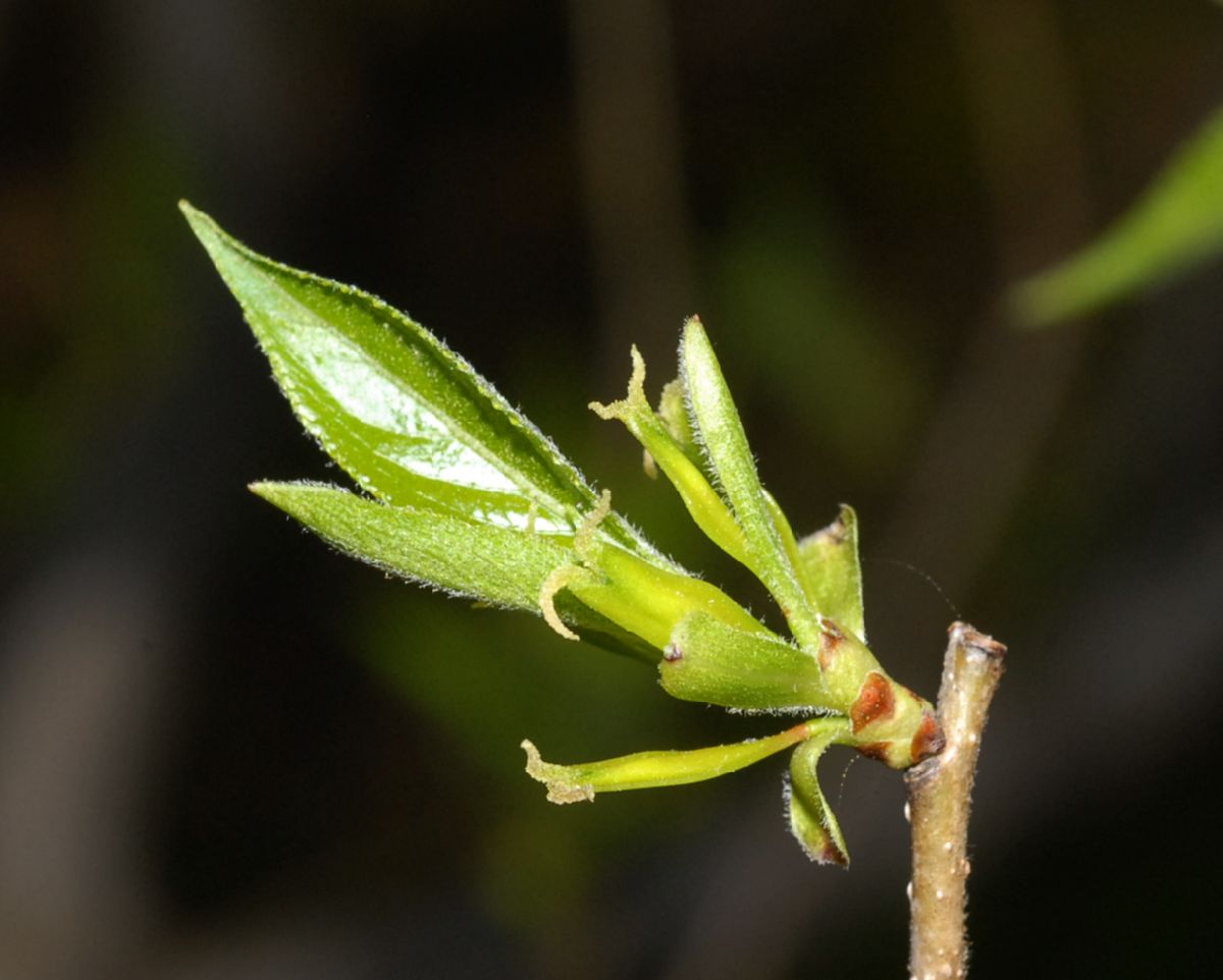 Eucommiaceae Eucommia ulmoides