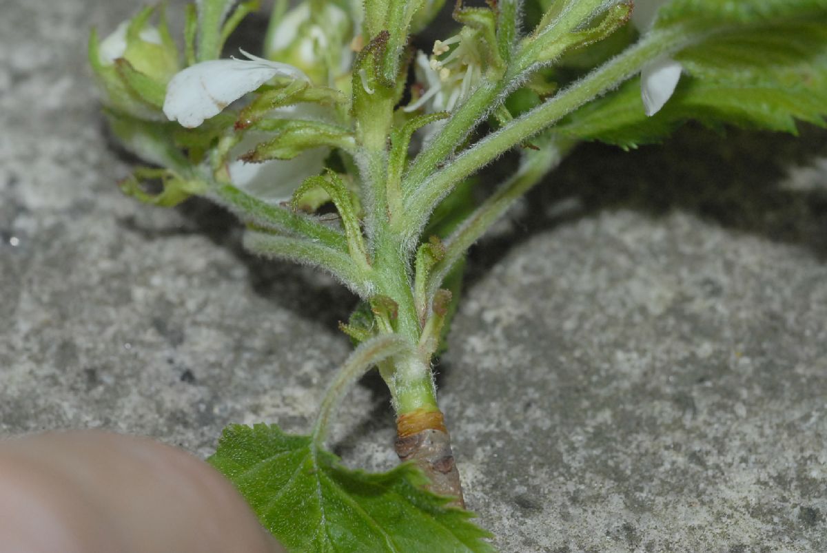 Rosaceae Amelanchier 