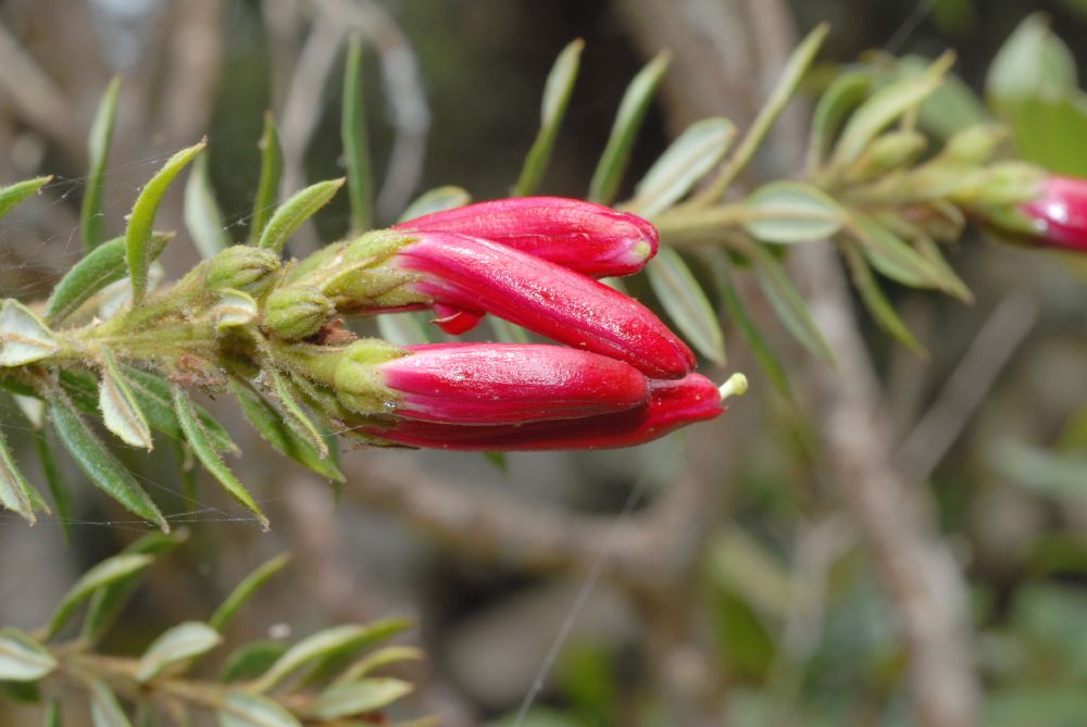 Ericaceae Befaria resinosa