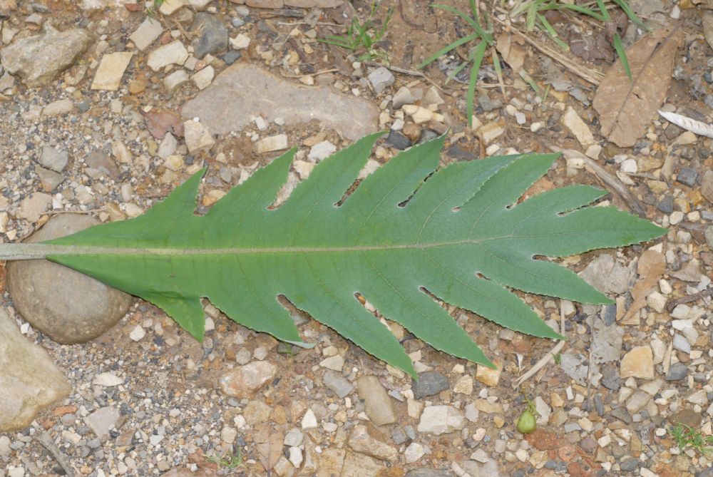 Papaveraceae Bocconia fructescens