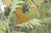 image of Bocconia fructescens