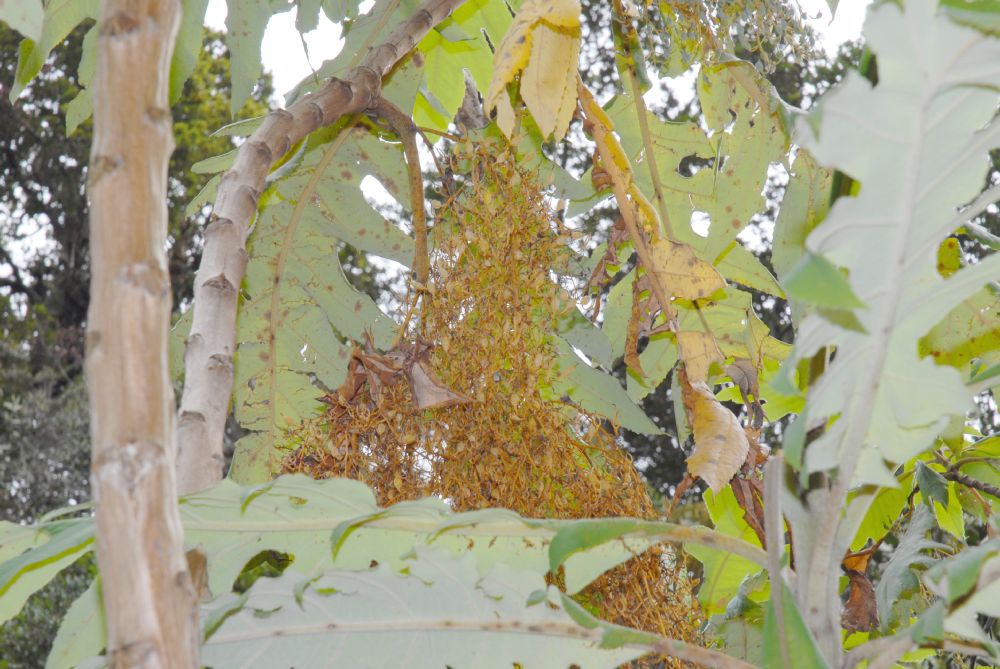 Papaveraceae Bocconia fructescens