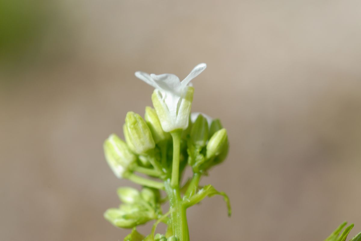 Brassicaceae Alliaria petiolata