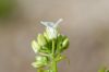 image of Alliaria petiolata