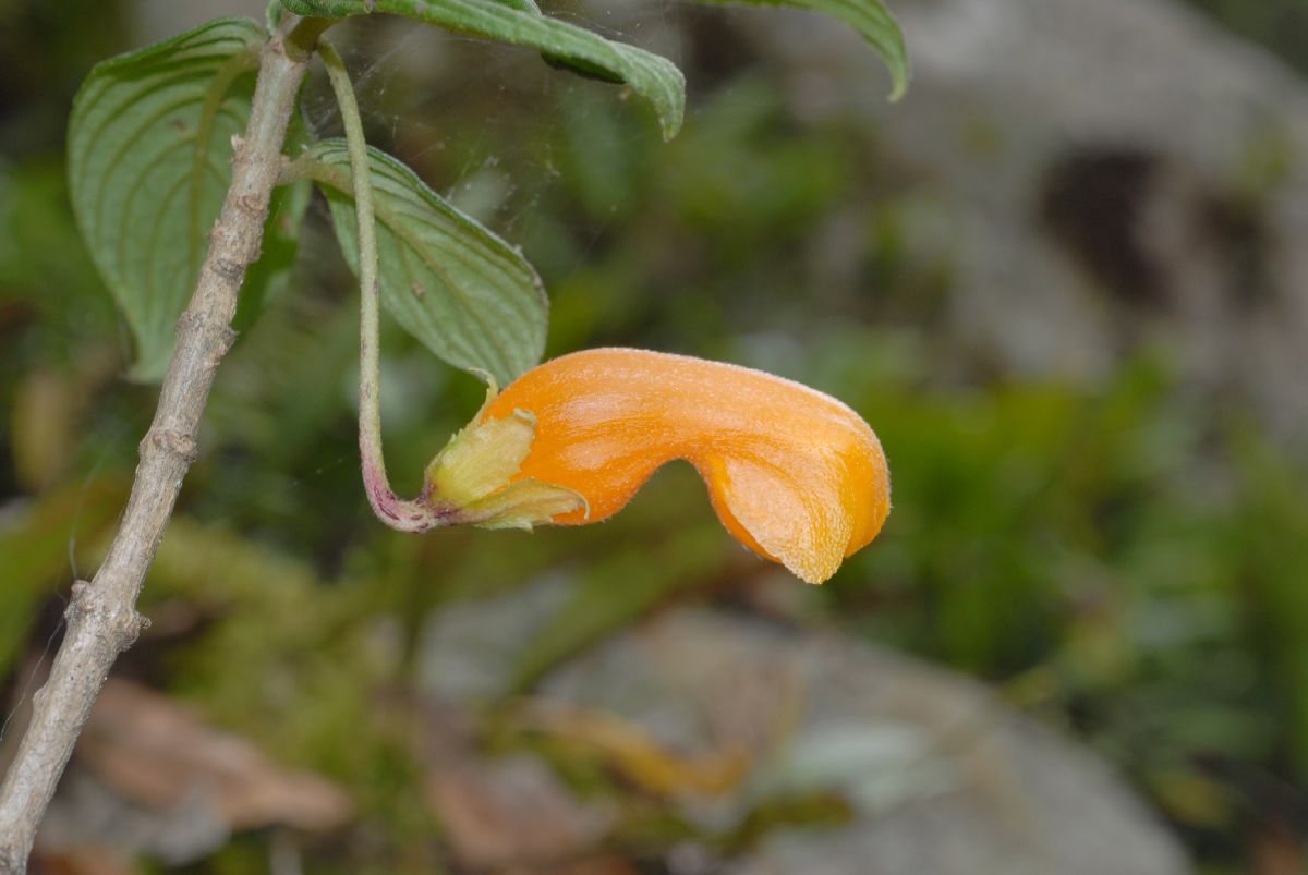 Gesneriaceae Columnea strigosa